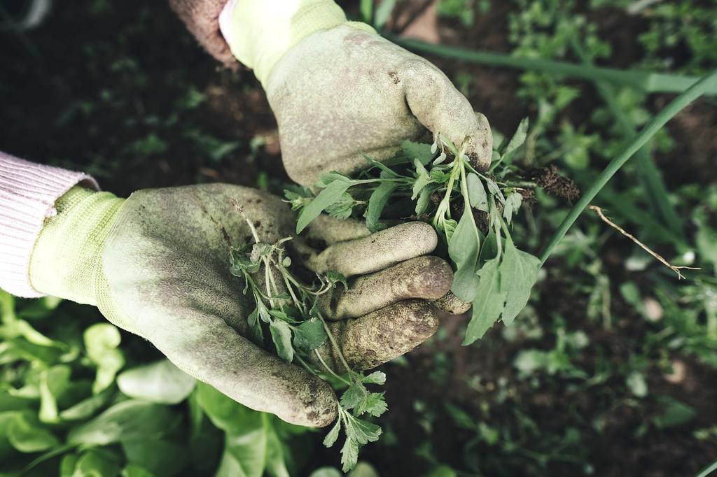 Lush coffee farm with mature coffee plants